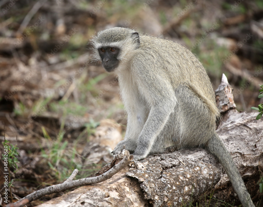 Fototapeta premium wild velvet monkey in Kruger National Park, South Africa.