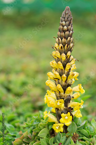 Broomrape