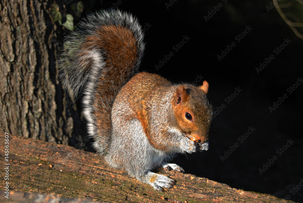 Squirrel Eating Nut on Fence Squirrel Eating Nut on Fence