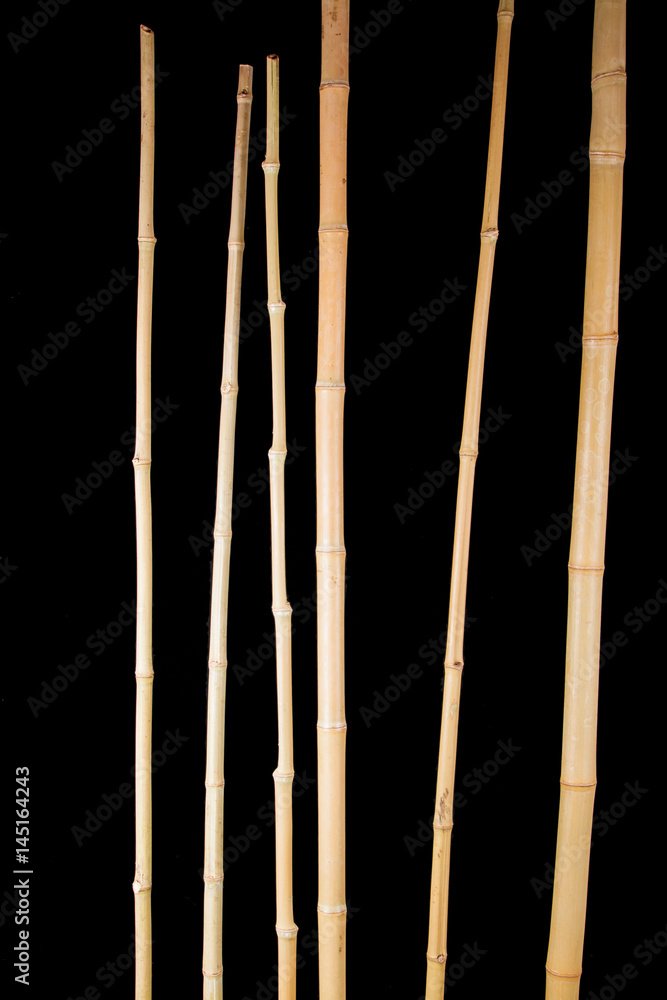 bamboo stalks on a black background bamboo stalks on a black background