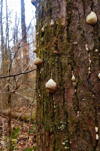 Lichen Mushroom on Tree Closeup