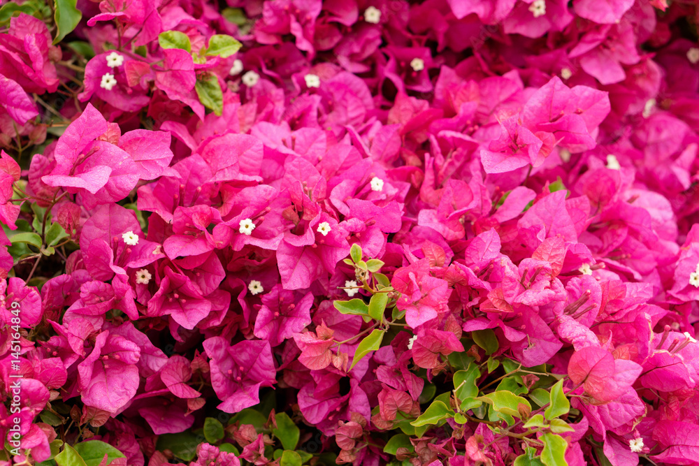 Bougainvillea Bougainvillea