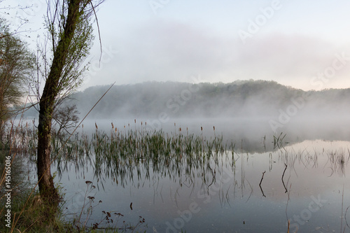 Reeds in the Lake on a Foggy Morning  photo