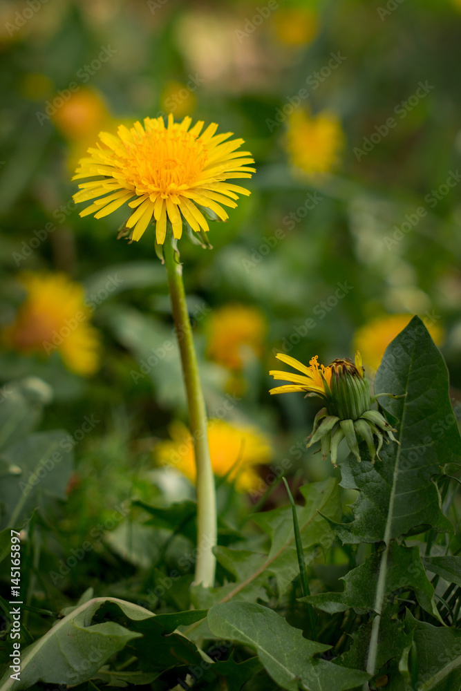 Dandelion in patch Dandelion in patch