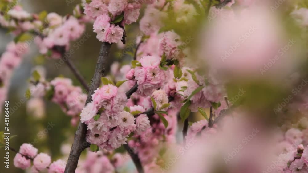 spring, blossom, branch, cherry, flower, nature, petal, tree, white, background, beautiful, beauty, close, gardening, bloom, closeup, design, freshness, green, leaf, pink, season, summer, plant, amazi spring, blossom, branch, cherry, flower, nature, petal, tree, white, background, beautiful, beauty, close, gardening, bloom, closeup, design, freshness, green, leaf, pink, season, summer, plant, amazi