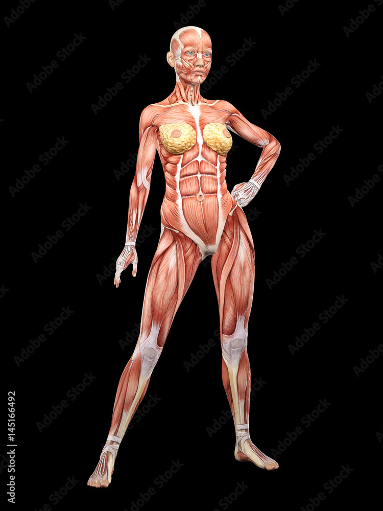 Female muscle anatomy posing 3D Illustration Female muscle anatomy posing 3D Illustration