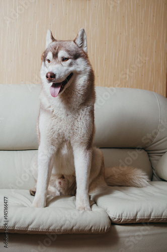 white siberian husky dog sitting on a white sofa