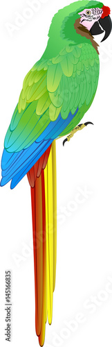 vector green Military Macaw (Ara militaris)