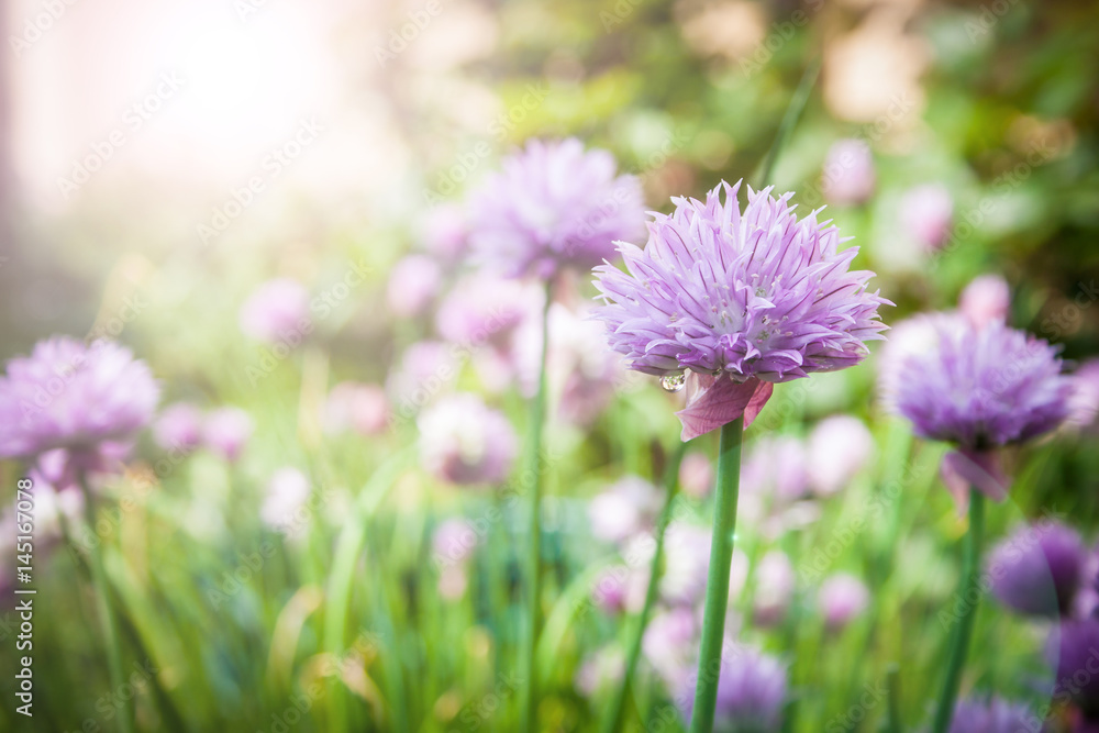 chives in the garden Allium schoenoprasum chives in the garden Allium schoenoprasum