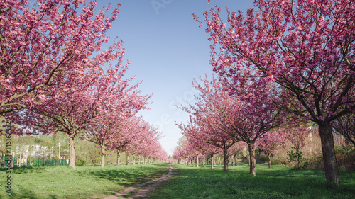 japanese cherry blossoms against blue sky