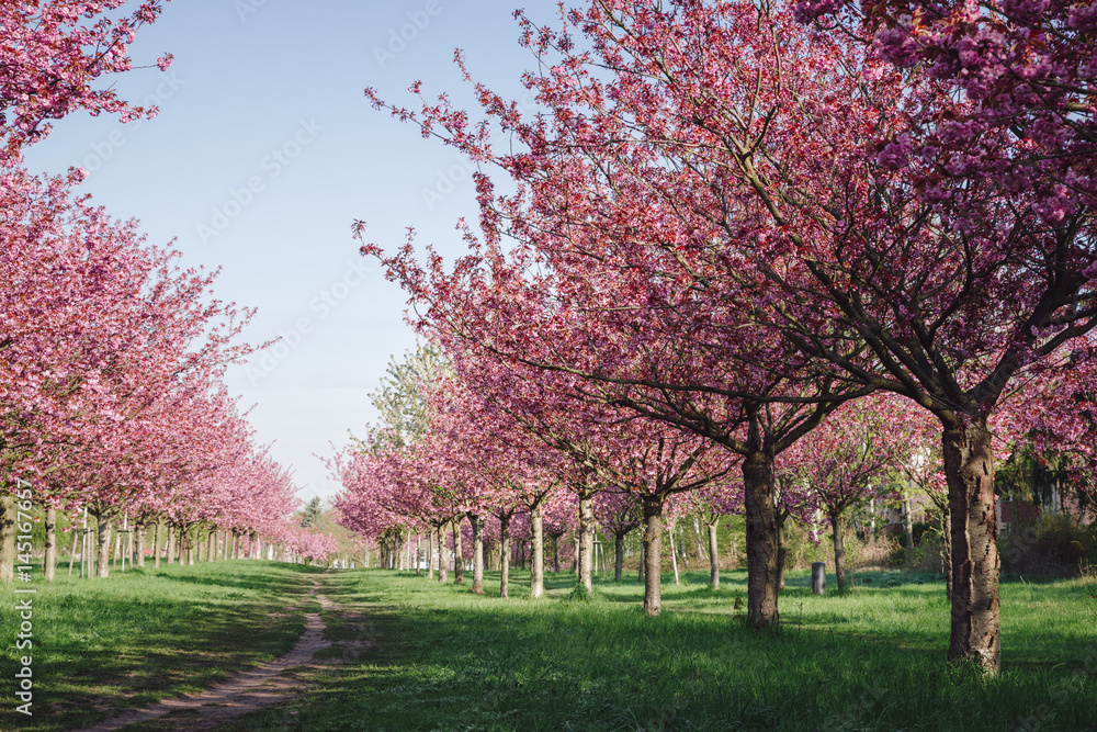 japanese cherry blossoms against blue sky