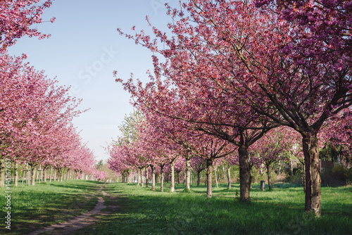 japanese cherry blossoms against blue sky