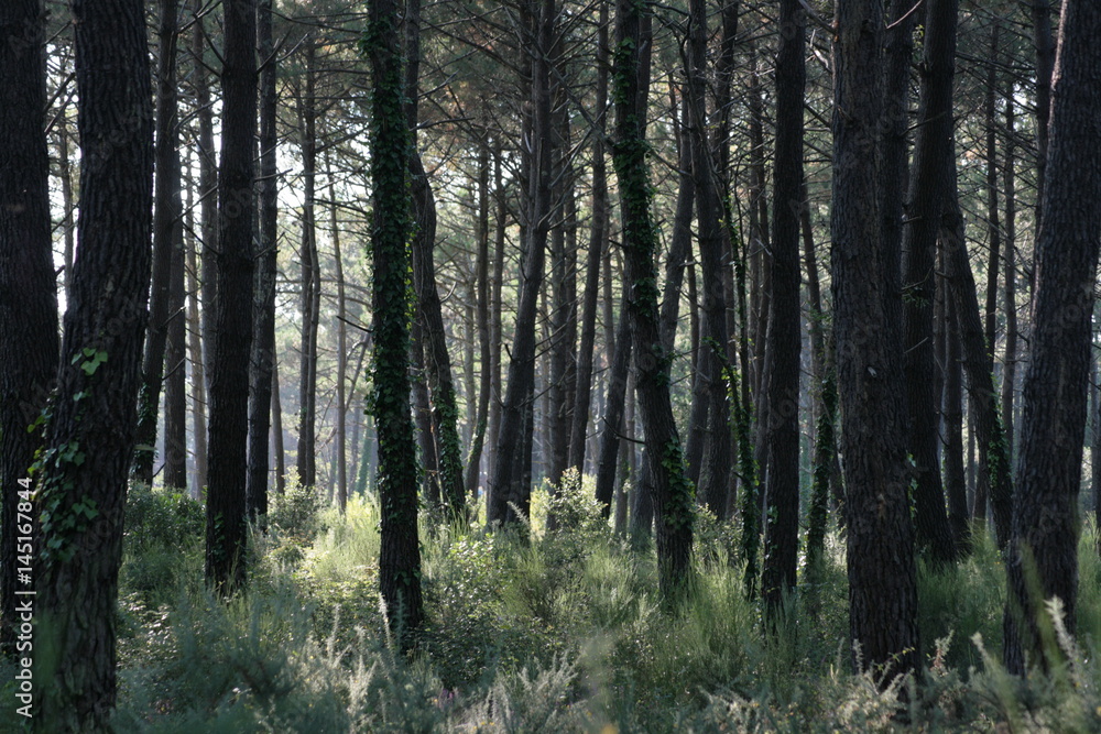 Obraz premium Pinienwald