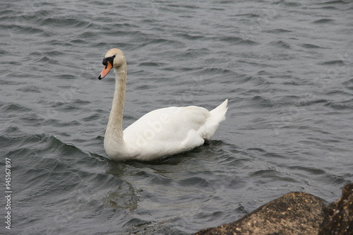 Swan at Rutland Water