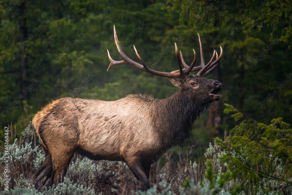 Fototapeta premium Bull Elk 