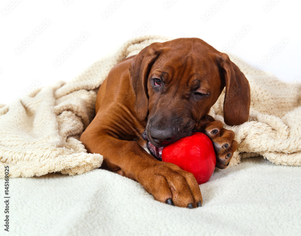 dog breed Rhodesian Ridgeback puppy chewing on red ball