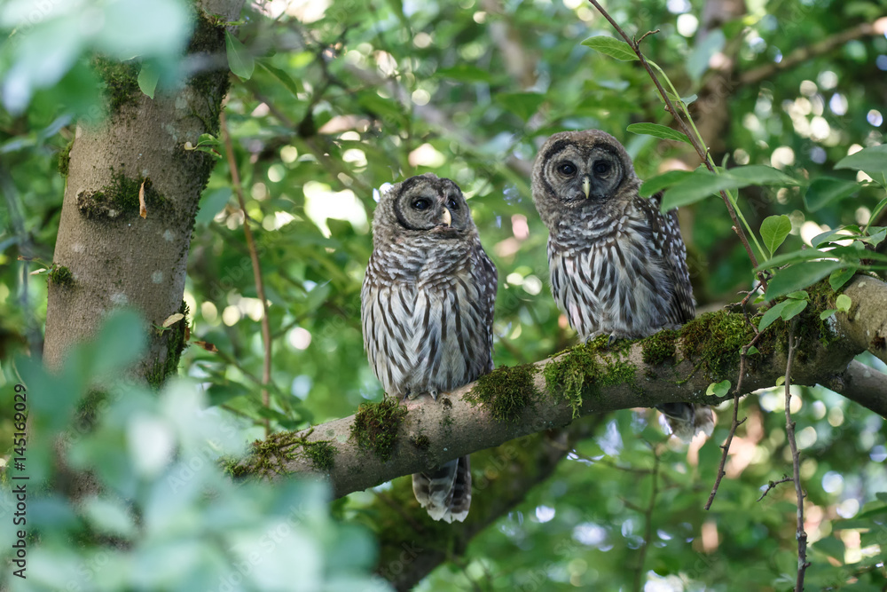 Fototapeta premium Juvenile barred owl