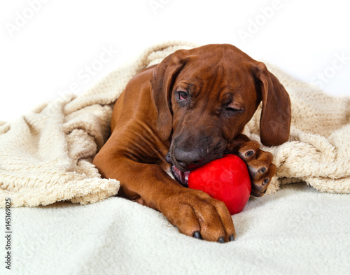 dog breed Rhodesian Ridgeback puppy chewing on red ball © annatronova