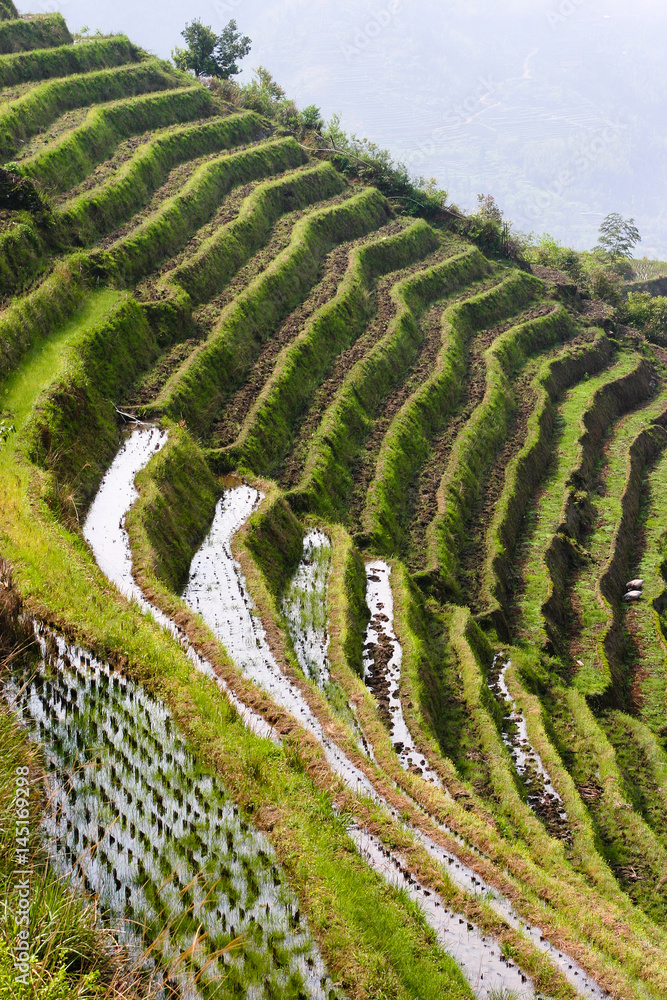 Fototapeta premium Longji Rice Terraces