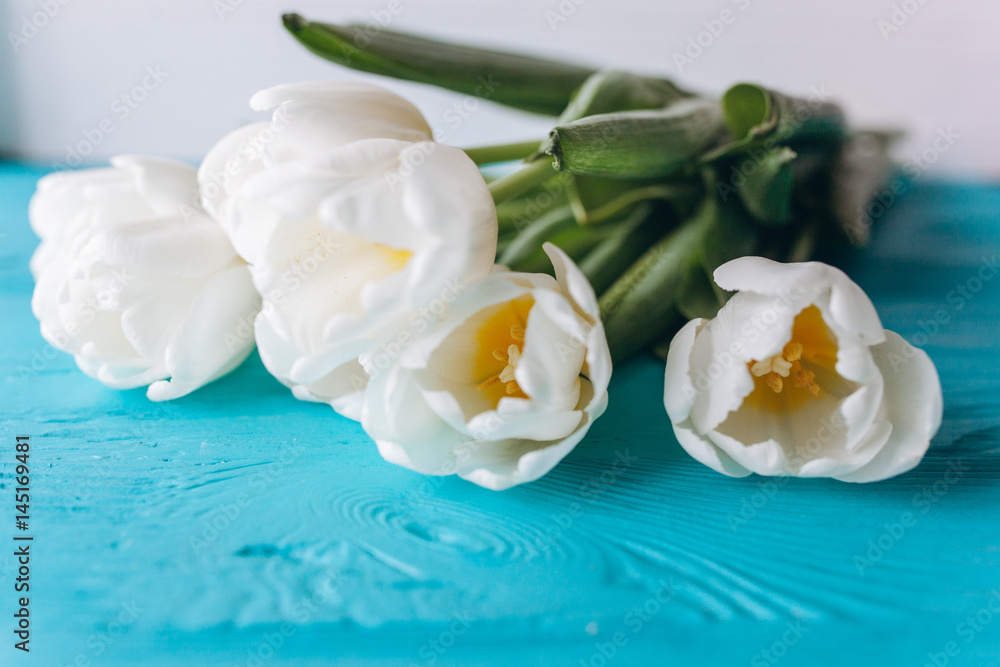 mother's day, white tulips on blue wooden  background