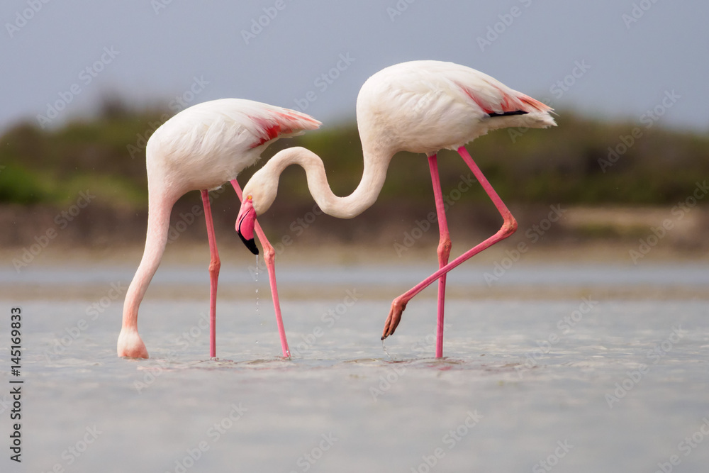 Greater Flamingoes (Phoenicopterus roseus) in Camargue