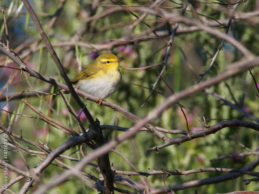 Chiffchaff, (Phylloscopus collybita), Camargue, France Chiffchaff, (Phylloscopus collybita), Camargue, France