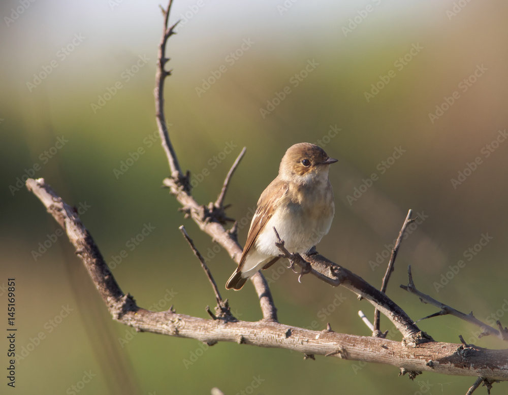 European Pied Flycatcher (Ficedula hypoleuca) - female, Camargue, France