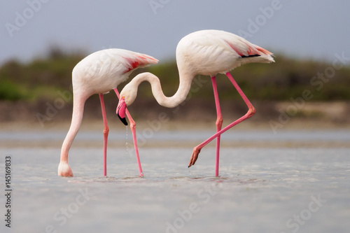 Greater Flamingoes (Phoenicopterus roseus) in Camargue