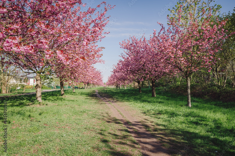 Naklejka premium japanese cherry blossoms against blue sky