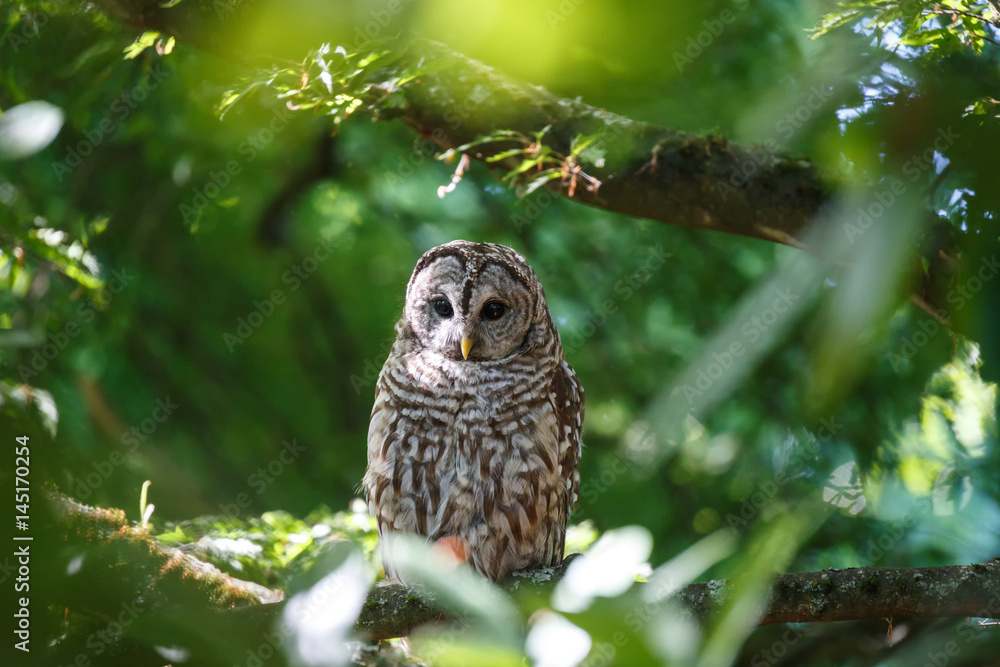 Fototapeta premium Juvenile barred owl