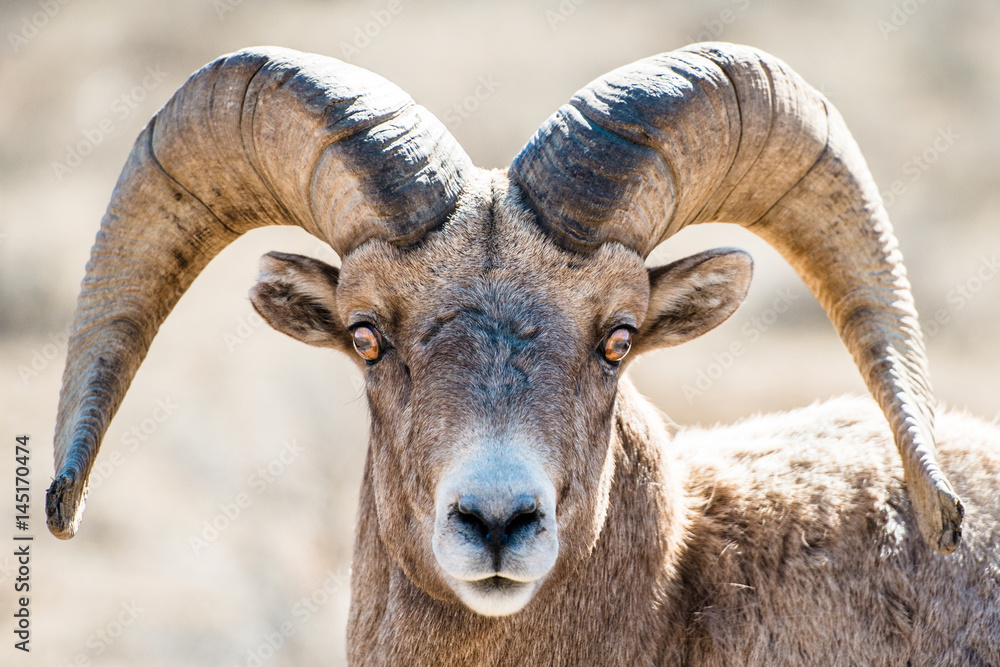 Big horn sheep 