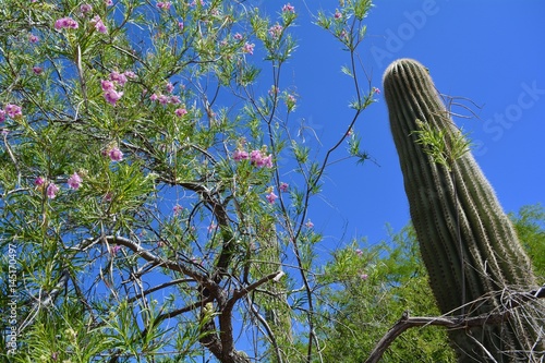 Desert Willow Tree and Saguaro Cactus