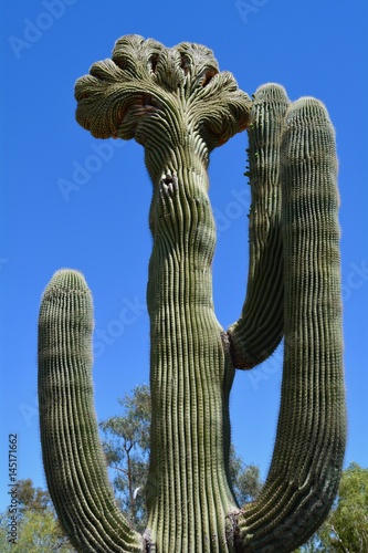 Cristate Saguaro Cactus Sonoran Desert photo