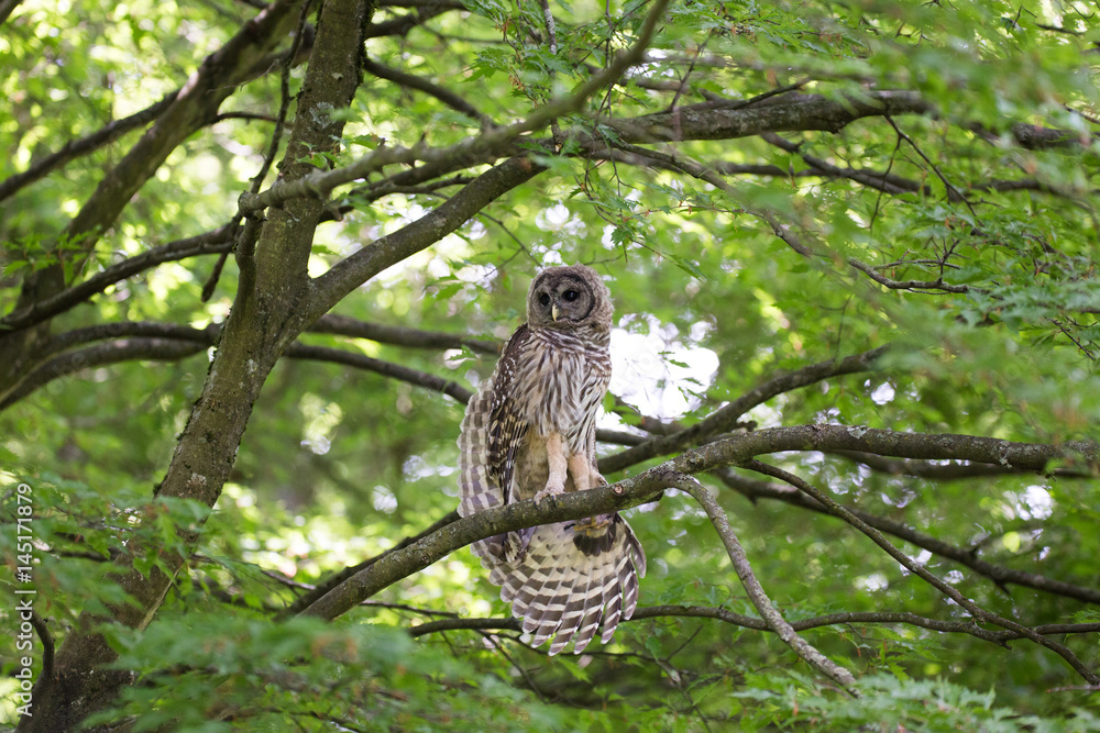 Obraz premium Juvenile barred owl