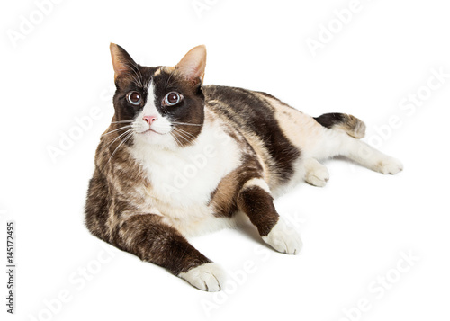 Overweight Cat Lying Down on White