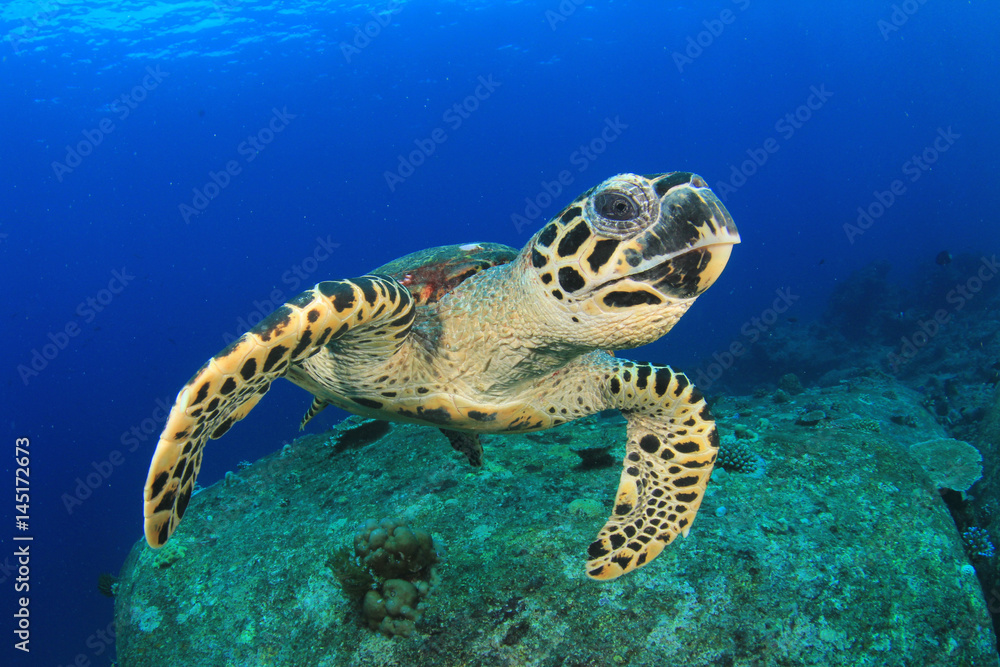 Obraz premium Hawksbill Sea Turtle feeds on coral