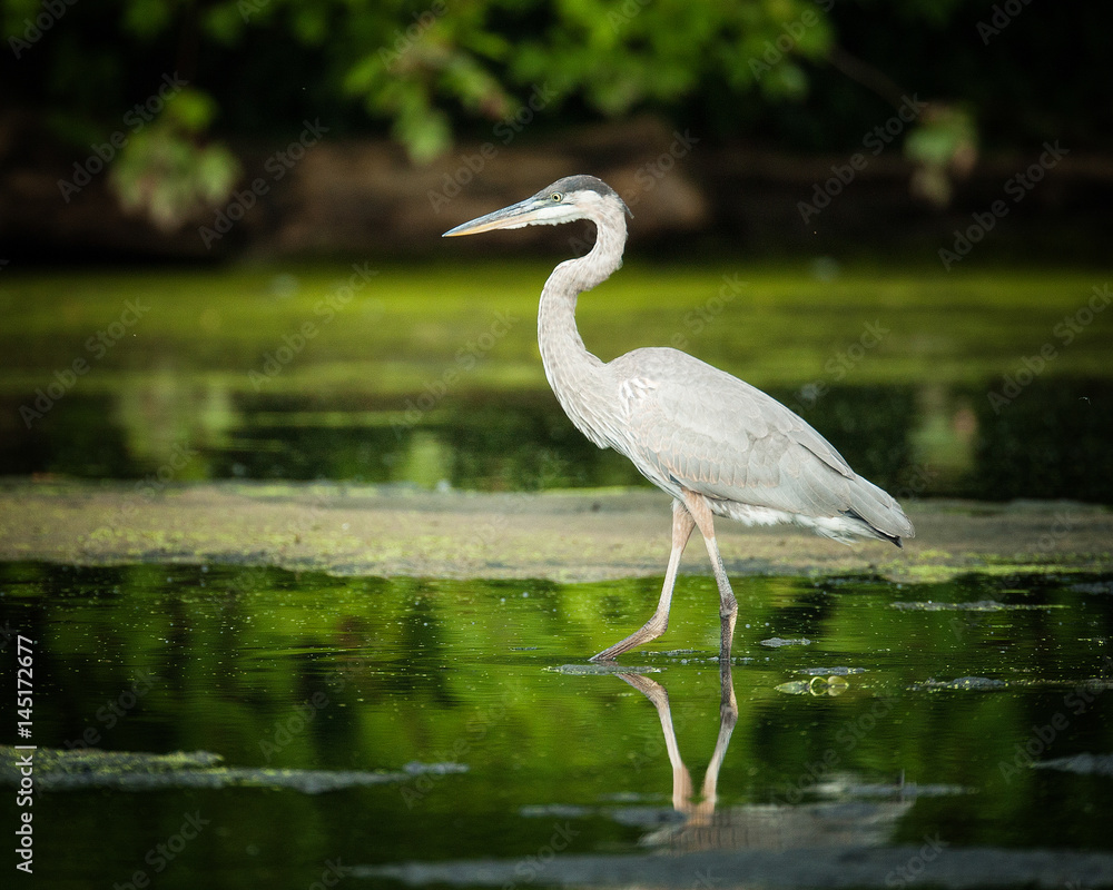 Obraz premium Great Blue Heron