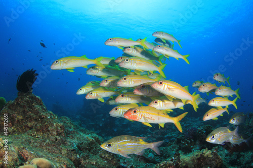 Fish school on coral reef. Yellowfin Goatfish