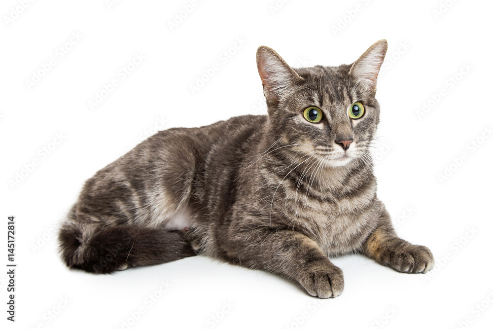 Fototapeta premium Pretty Tabby Cat Lying on White