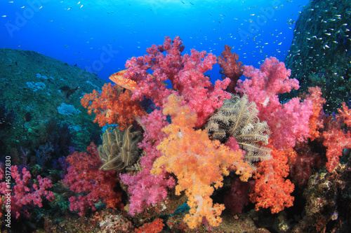 Underwater coral reef with fish in ocean