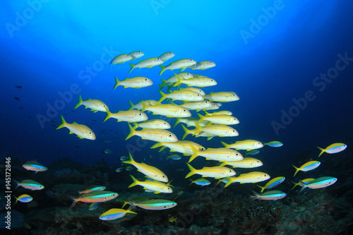 Fish school on coral reef. Yellowfin Goatfish