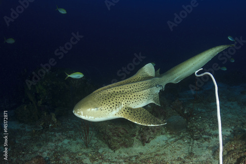 Fototapeta Naklejka Na Ścianę i Meble -  Zebra Shark (Leopard Shark)