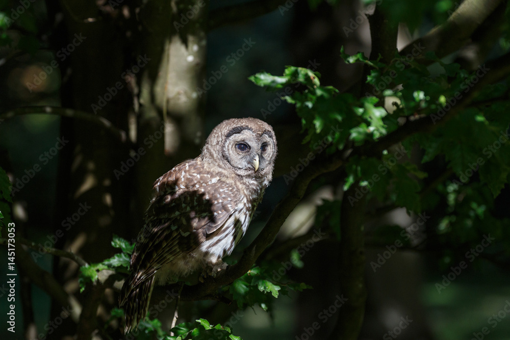 Fototapeta premium Juvenile barred owl