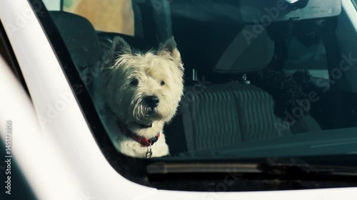 White yorkshire terrier with red dog collar sitting in car salon waiting for its owner on summer day