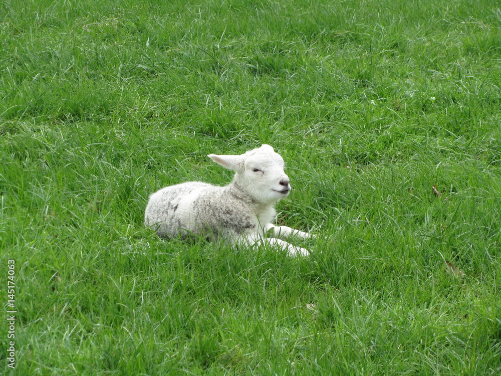 Obraz premium Lämchen, Lamm