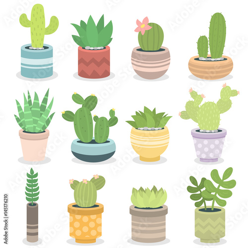 Cactus nature green succulent tropical plant vector illustration.