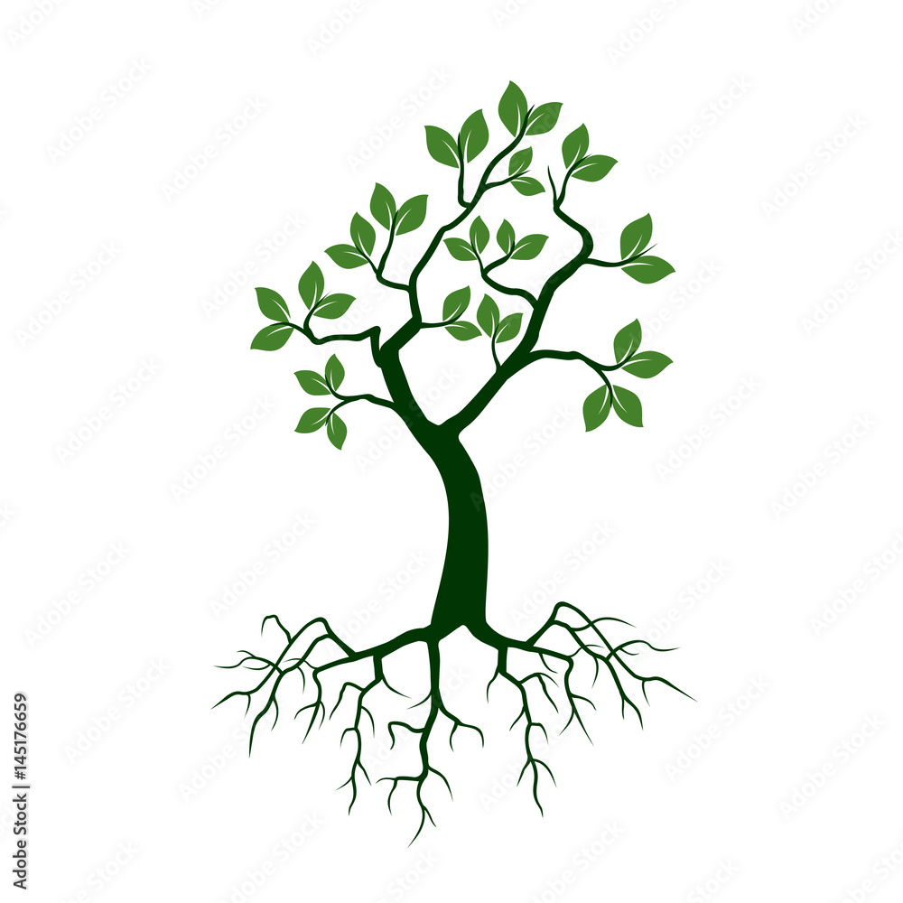 Obraz premium Green Tree with Roots. Vector Illustration.
