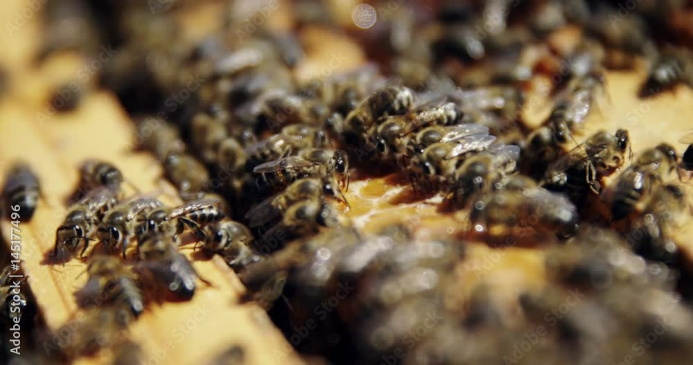 Close-up of honey bee frames covered with bees Close-up of honey bee frames covered with bees