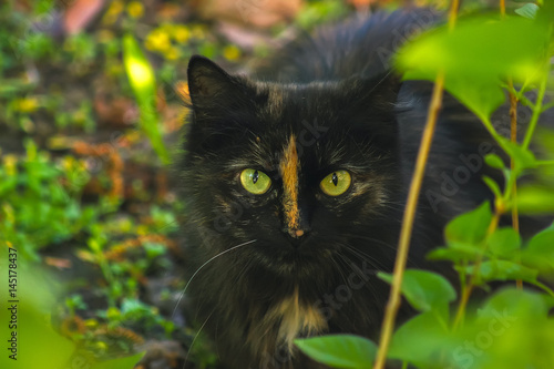 black cat hiding in bush, hunting photo