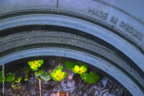 Yellow Opposite Leaved Golden Saxifrage inside the tire photo